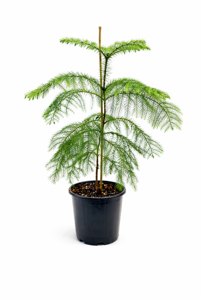 Ernaz Bitki Dünyası Araucaria Heterophylla Salon Çamı (Arokarya) Masa Boy Dek...