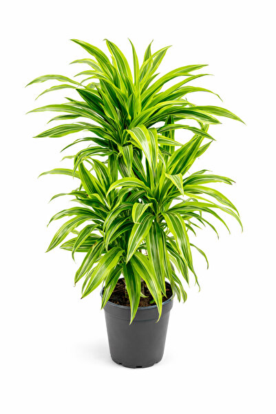 ERNAZ Dracaena Deremensis ‘Lemon Lime’ 3 Gövdeli | 90–100 cm | Tropikal Canlı...