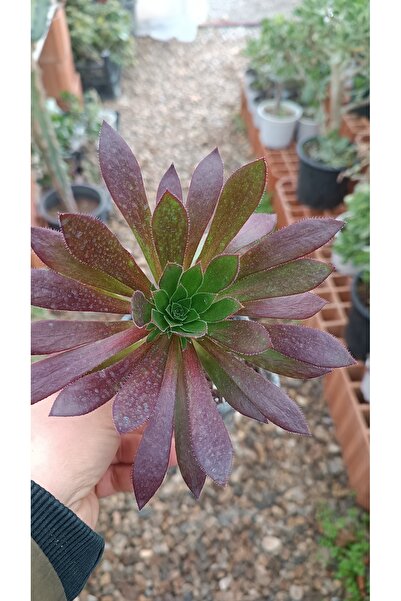 PLANTİS BOTANİK Aeonium Firecracker 9cm saksılı sukulent