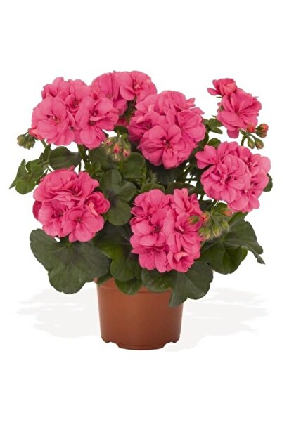 Mimoza Canlı Saksılı Sardunya Çiçeği Fidanı Pembe 10-20 cm