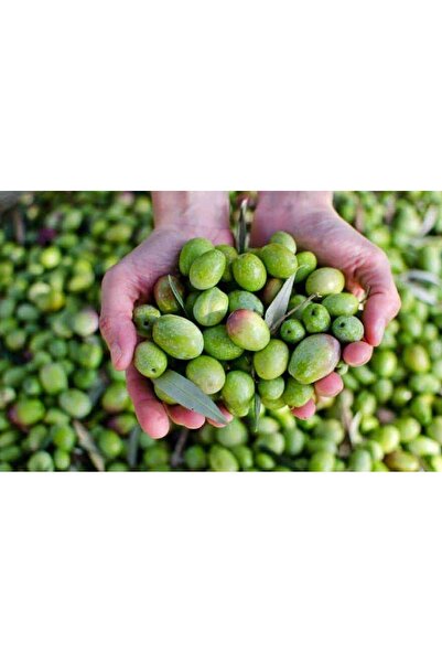 Yeni Sezon Doğal Kırma Yeşil Zeytin 1 Kg