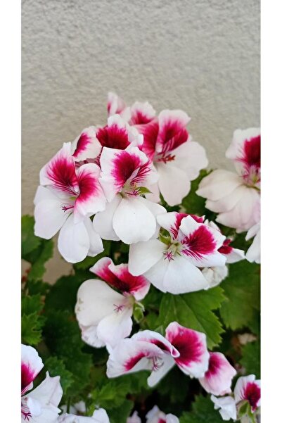 Mimoza Ceylan Gözlü Sardunya Fide Kırmızı Beyaz 10-20 cm