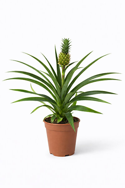 ERNAZ Ananas Plant (Ananas) Tropikal Süs Bitkisi