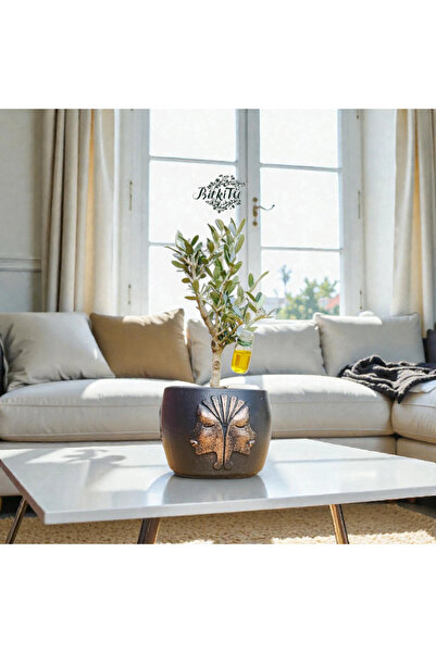 BitkiTÜRK Kabartmalı Beton Saksıda İthal Zeytin Bonsai Adayı Zeytinyağı Tüpü ...