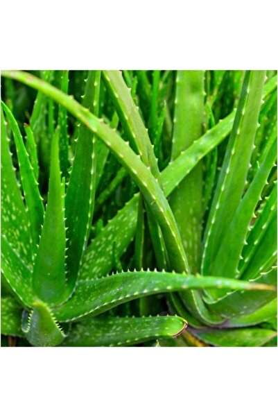 Genel Markalar Sarısabır Aloe Vera (ALOVERA) Fidanı 10-20 Cm