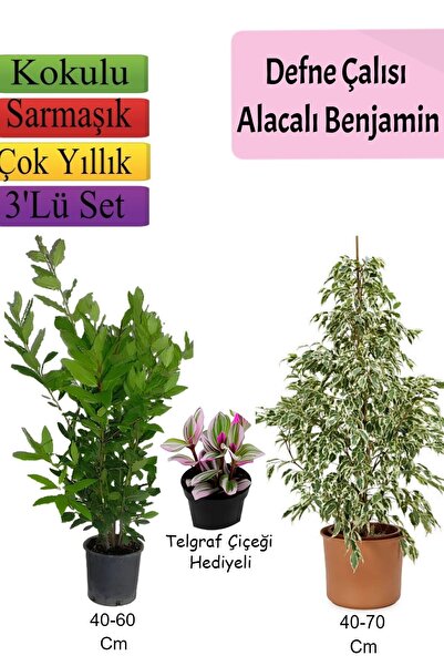 Nura Botanik Beyaz Alacalı Benjamin Bitkisi+ Defne Çalısı+ Telgraf Çiçeği