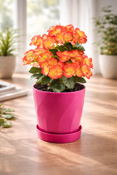 Melkan Home Begonya Saksı Burgu Begonya Saksı & Orkide Saksı 1,3 Litre 16 Cm ...
