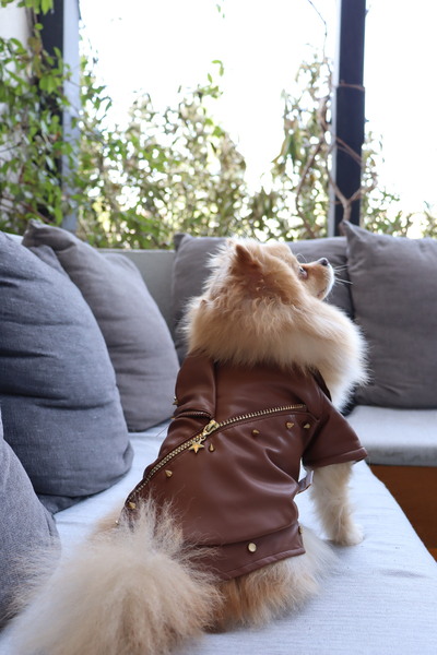 Lüks Kahverengi Deri Görünümlü Kedi & Köpek Ceketi – Fermuarlı, Zımbalı Tasarım Evcil Hayvan Montu