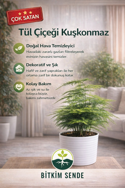 Bitkim Sende Videolu Tül Çiçeği - Kuşkonmaz 1 Adet Saksılı/tüplü 10-20cm Ev O...