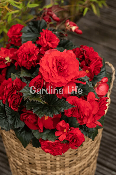 Gardina Gül Begonya Çiçeği Fidesi Dark Red 10 Adet