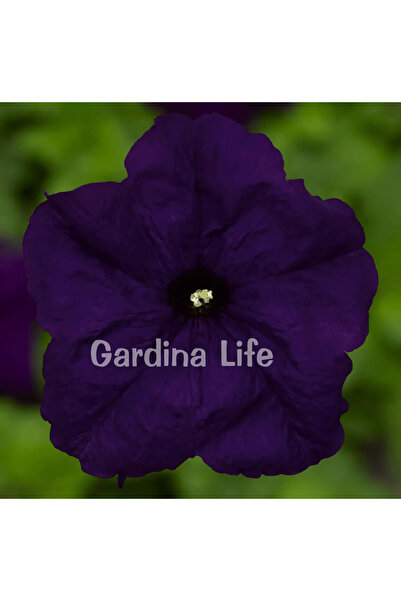Gardina Petunya Çiçeği Fidesi Blue 10 Adet
