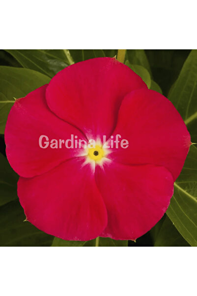 Gardina Rozet Çiçeği Fidesi Vinca Bright Red 10 Adet
