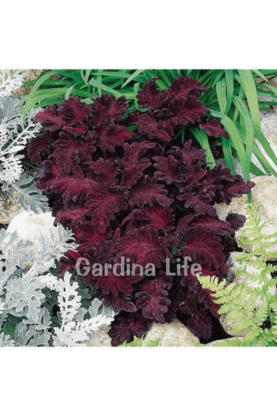 Gardina Yaprak Güzeli Fidesi Coleus Black Dragon 10 Adet