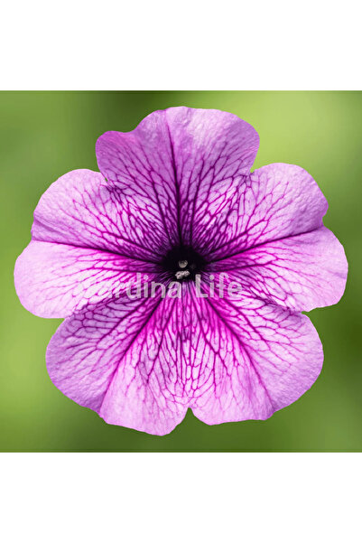 Gardina Petunya Çiçeği Fidesi Purple Veined 10 Adet
