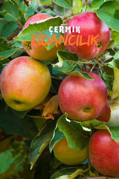 ÇERMİK FİDANCILIK Aşılı Amasya Misket Elma Fidanı 3 Yaş