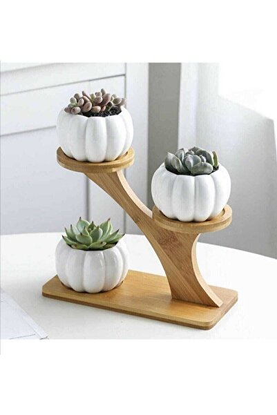 Empressco 3'lü Kabak Sukulent Saksı Seti, Şık ve Modern Tasarım