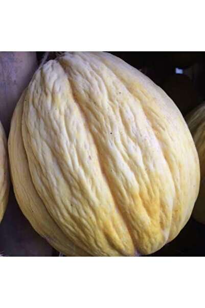 Hamile Marketim Kavun taze Kırkağaç 3_5 kg