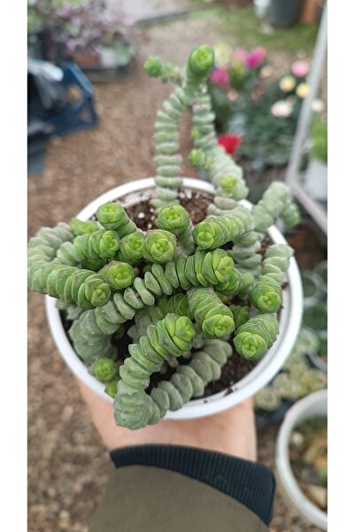 PLANTİS BOTANİK Tırtıl Sukulent Crassula Marnieriana 12cm saksılı sukulent