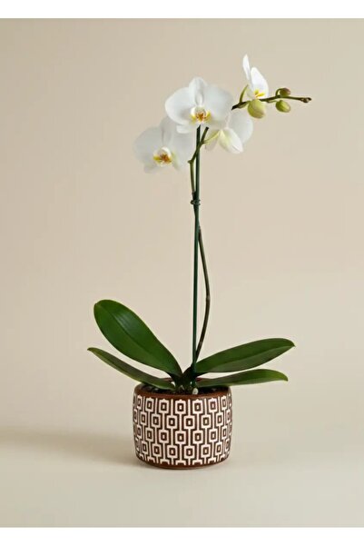 mora store Bohem Tarz Bordo Beton Saksı 14×10 cm | Ev–Ofis Dekorasyon İçin Mo...