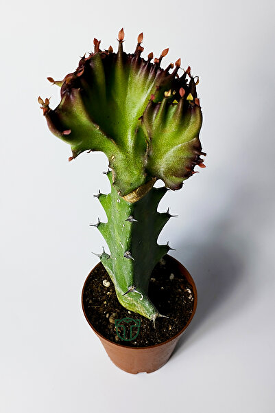 Toptan Kaktüs Euphorbia Lactea Cristata Variegata – Dark Rim – 5.5 cm Saksıda