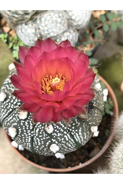 cantropikal Astrophytum Asterias Super Kabuto - 8,5 cm. çaplı saksıda - kaktüs