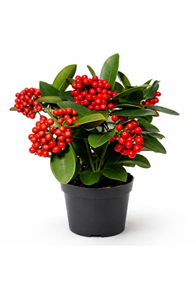 Ernaz Bitki Dünyası Yılbaşı Şans Ağacı Kırmızı Meyveli (Skimmia Japonica) 14 ...
