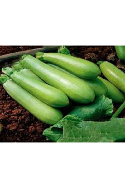 markentegra Doğal Beyaz Kabak Tohumu - Sağlıklı ve Lezzetli