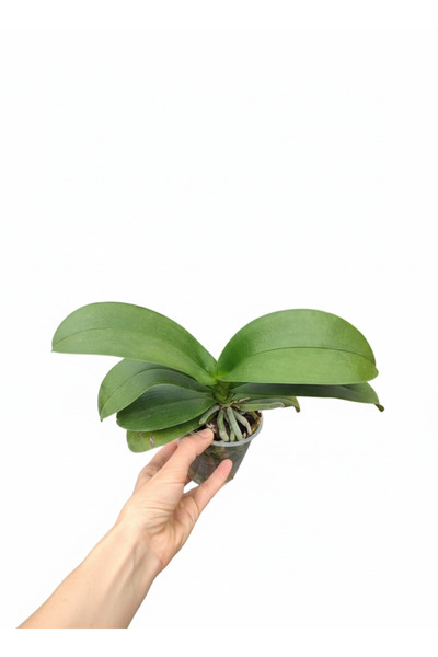 Atlas Flora Garden Çiçeksiz orkide