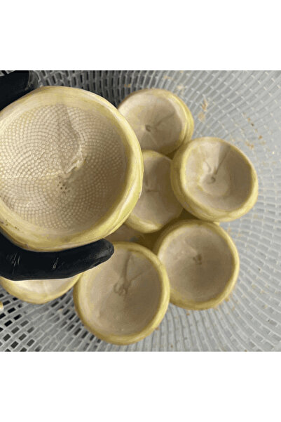 AYENÜRSA 15 Adet Çanak Enginar Temizlenmemiş