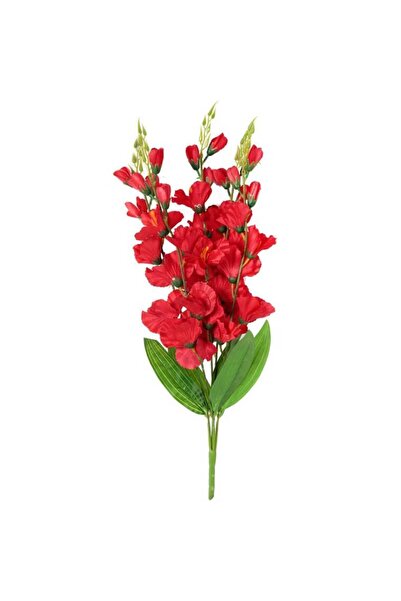 Goliat Bukiet 5 czerwonych Gladiole o Wysokości 60 cm