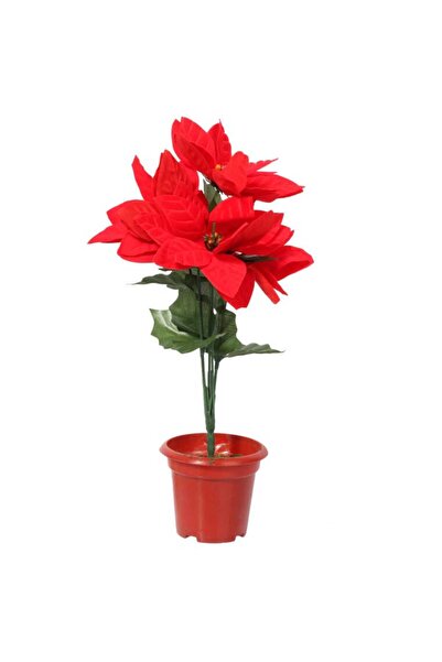 Goliat Czerwone Poinsecje w Doniczce - Bukiet 5 sztuk, Wysokość 35 cm