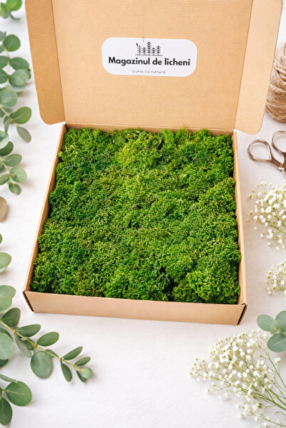 Aero Plant Decorative Stabilized Lichens Dark Green – Box 30×30 cm | 300 g