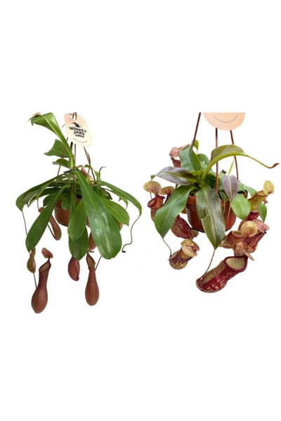 Betonish Nepenthes (2'li Set)