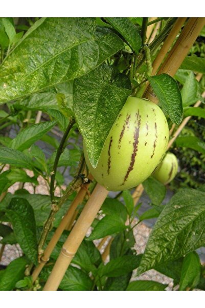 Tropik Dükkanım Dalından Taze Pepino Meyvesi Tatlı Pepino 1KG