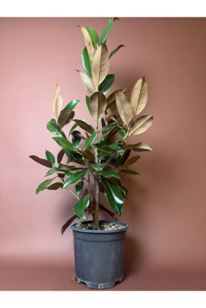 KUK PEYZAJ Manolya (Magnolia grandiflora) – 100 cm – Parlak Yapraklı Form