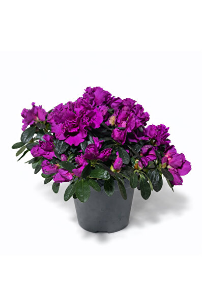 Ernaz Bitki Dünyası Açelya (Azalea) Orman Gülü Fușya (Mor Tonlu) | 30-40 cm B...
