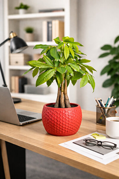 bitkidünyam Örgülü Gövdeli Pachira Aquatica (Para Ağacı) – Dekoratif Saksılı ...