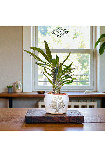 BitkiTÜRK Yüz Kabartmalı Beton Saksıda İthal Madagaskar Palmiyesi 30/40cm |Bi...