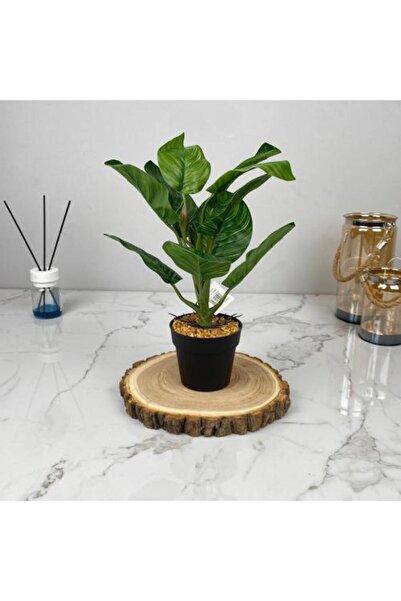 sallat almawasim Green Striped Plant Pot