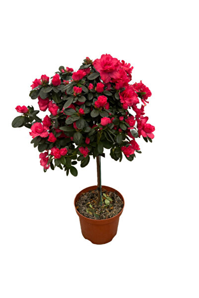 Betonish Rhododendron Indicum 'Red' (Açelya Çiçeği)