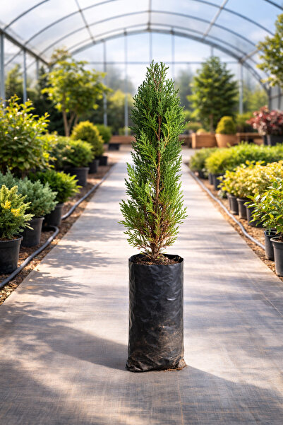 Vasada Mazı Fidanı (Pramit Altuni) Thuja Orientalis Pyramidalis Aurea Tüplü