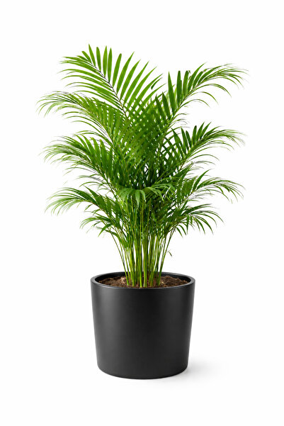 A&N Florya Vadi 70-110 Cm Canlı Areka Palmiyesi Üretim Saksılı Sağlıklı Ev & ...