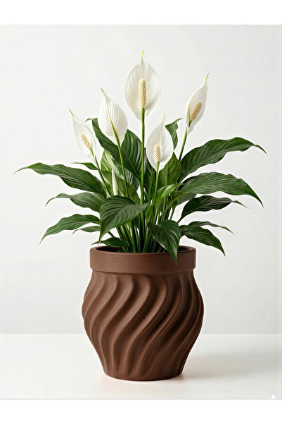 BEBÜTO Spiral Beton Saksı 22x20