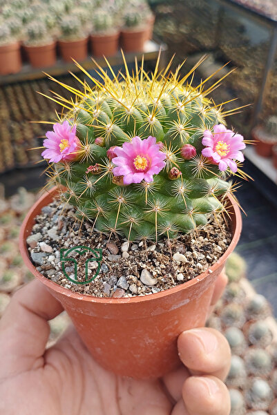 Toptan Kaktüs Mammillaria ‘Ginsa Maru’ – Pembe Çiçekli – Koleksiyonluk – Dolgun