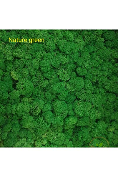 Craft for Joy Nature Green stabilized lichens