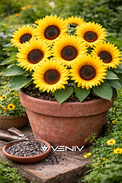15 Ornamental Sunflower Seeds- 1 Pack
