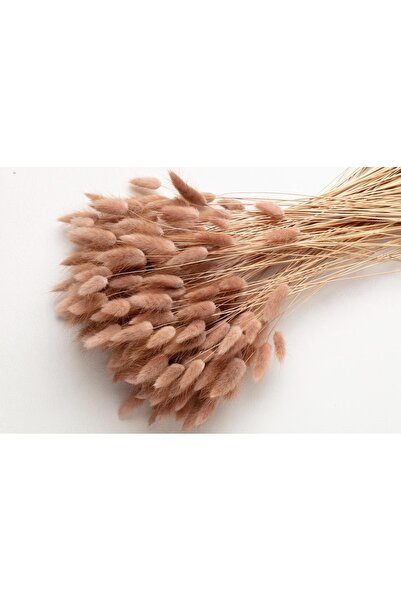 Dekora Çiçek Kurutulmuş Pamuk Otu Tavşan Kuyruğu Gelin Buketi Aranjman Çiçeği...