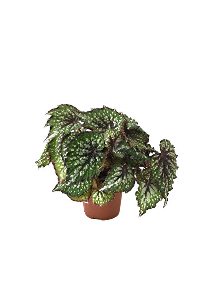 Betonish Begonia Rex 'Bostella' (Begonya Çiçeği)