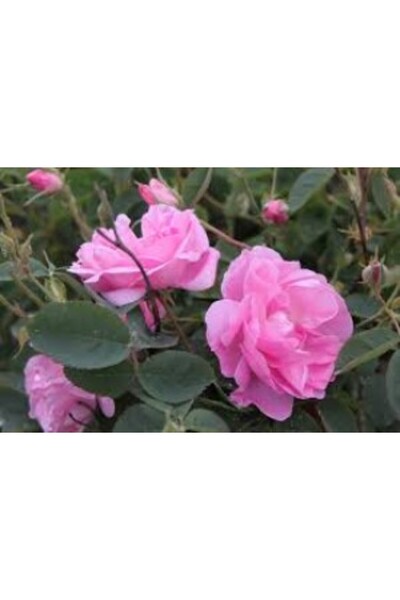 Genel Markalar Reçellik Kokulu Pembe Isparta Gülü Fidanı 10-20 Cm