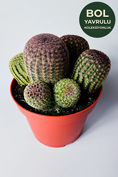 Echinocereus Rigidissimus – Plenty of Pups – Collectible